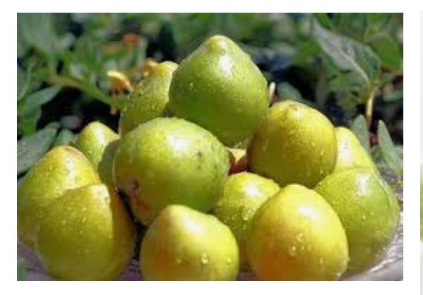 What is Kakadu Plum: trending now